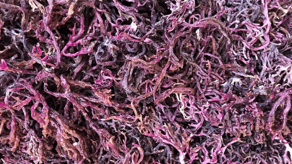 Why Everyone’s Talking About Purple Sea Moss? Why Everyone’s Talking About Purple Sea Moss?